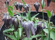 ������ ������� ����� ������ (�����������) ����, �����������, ������� � ����, ������ Fritillaria ������