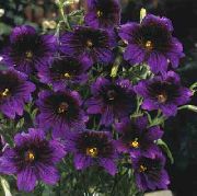 ���������� ������� ����� ������������� ����, �����������, ������� � ����, ������ Salpiglossis ������