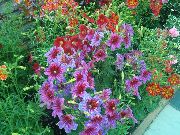 ������� ������� ����� ������������� ����, �����������, ������� � ����, ������ Salpiglossis ������