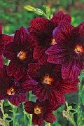 �������� ������� ����� ������������� ����, �����������, ������� � ����, ������ Salpiglossis ������