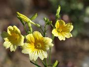������ ������� ����� ������������� ����, �����������, ������� � ����, ������ Salpiglossis ������