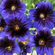 ����� ������� ����� ������������� ����, �����������, ������� � ����, ������ Salpiglossis ������