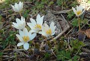 ����� ������� ����� ����������� ����, �����������, ������� � ����, ������ Sanguinaria  ������