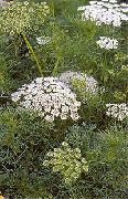Амми Визнага Ammi visnaga