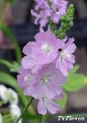 ��������� ������� ����� ��������� ����, �����������, ������� � ����, ������ Sidalcea  ������