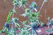 ������� ������� ����� ������������ ����, �����������, ������� � ����, ������ Eryngium  ������
