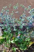 ������� ������� ����� ������������ ����, �����������, ������� � ����, ������ Eryngium  ������