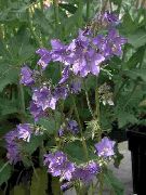 ��������� ������� ����� ������ ����, �����������, ������� � ����, ������ Polemonium caeruleum  ������