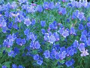 ����� (�����) Echium lycopsis, Echium plantagineum