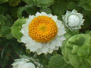 �������� �������� Ammobium alatum