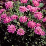 ������� ������� ����� �������� ����, �����������, ������� � ����, ������ Scabiosa  ������