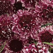 �������� ������� ����� �������� ����, �����������, ������� � ����, ������ Scabiosa  ������