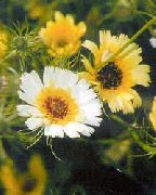 ������� ��������� Tolpis barbata