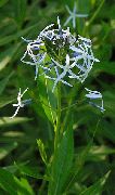 ������� Amsonia tabernaemontana