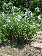 ������� ������� ����� ������� ����, �����������, ������� � ����, ������ Amsonia tabernaemontana ������