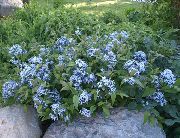 ������� ������� ����� ������� ����, �����������, ������� � ����, ������ Amsonia tabernaemontana ������