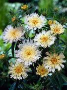 ����� ������� ����� �������� ����, �����������, ������� � ����, ������ Stokesia ������