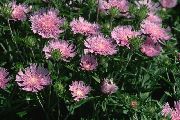 ������� ������� ����� �������� ����, �����������, ������� � ����, ������ Stokesia ������