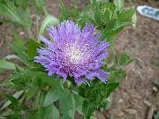 ��������� ������� ����� �������� ����, �����������, ������� � ����, ������ Stokesia ������