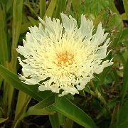 ������ ������� ����� �������� ����, �����������, ������� � ����, ������ Stokesia ������