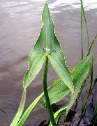 ����� ������� ����� ���������� ����, �����������, ������� � ����, ������ Sagittaria  ������