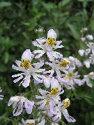 ����� ������� ����� ��������� (��������) ����, �����������, ������� � ����, ������ Schizanthus  ������