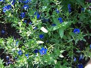 ��������� (����� ����) Anagallis Monellii 