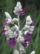 ���������� ������� ����� ����� ����, �����������, ������� � ����, ������ Thalia dealbata ������
