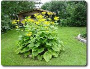 ������ ������� ����� ������� ����, �����������, ������� � ����, ������ Telekia speciosa ������