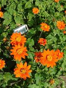 Титония Tithonia