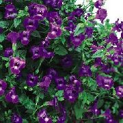 ���������� ������� ����� ������� ����, �����������, ������� � ����, ������ Torenia ������