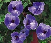 ����� ������� ����� ������� ����, �����������, ������� � ����, ������ Torenia ������