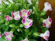 ������� ������� ����� ������� ����, �����������, ������� � ����, ������ Torenia ������