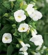 ����� ������� ����� ������� ����, �����������, ������� � ����, ������ Torenia ������