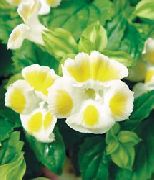 ������ ������� ����� ������� ����, �����������, ������� � ����, ������ Torenia ������