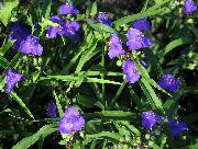 ������������ Tradescantia virginiana 