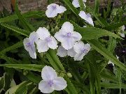 ����� ������� ����� ������������ ����, �����������, ������� � ����, ������ Tradescantia virginiana  ������