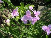 ������� ������� ����� ������������ ����, �����������, ������� � ����, ������ Tradescantia virginiana  ������