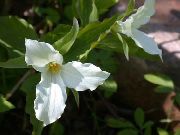 Триллиум Trillium