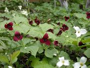 �������� ������� ����� �������� ����, �����������, ������� � ����, ������ Trillium  ������