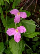 ������� ������� ����� �������� ����, �����������, ������� � ����, ������ Trillium  ������
