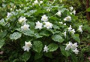 ����� ������� ����� �������� ����, �����������, ������� � ����, ������ Trillium  ������