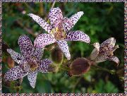 Трициртис Tricyrtis
