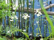����� Hottonia palustris