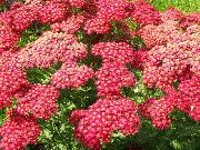 ������� ������� ����� ������������� ����, �����������, ������� � ����, ������ Achillea  ������
