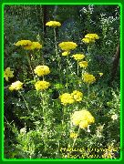 ������ ������� ����� ������������� ����, �����������, ������� � ����, ������ Achillea  ������