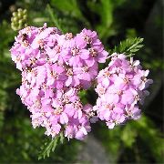 ������� ������� ����� ������������� ����, �����������, ������� � ����, ������ Achillea  ������