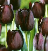 �������� ������� ����� ������� ����, �����������, ������� � ����, ������ Tulipa  ������