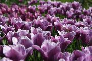 ���������� ������� ����� ������� ����, �����������, ������� � ����, ������ Tulipa  ������