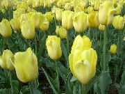 ������ ������� ����� ������� ����, �����������, ������� � ����, ������ Tulipa  ������